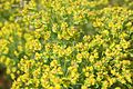 Euphorbia cyparissias