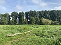 Rheinuferwiesen mit Pappeln und Weiden