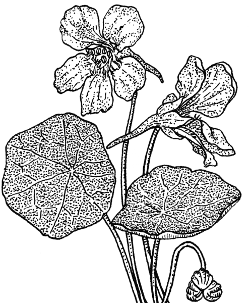 File:Nasturtium (PSF).png