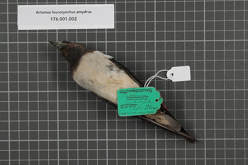 File:Naturalis Biodiversity Center - RMNH.AVES.142907 3 - Artamus leucorhynchus amydrus Oberholser, 1917 - Artamidae - bird skin specimen.jpeg