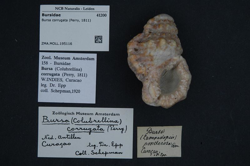File:Naturalis Biodiversity Center - ZMA.MOLL.195116 - Bursa corrugata (Perry, 1811) - Bursidae - Mollusc shell.jpeg