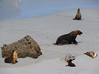 Australian sea lion species of mammal