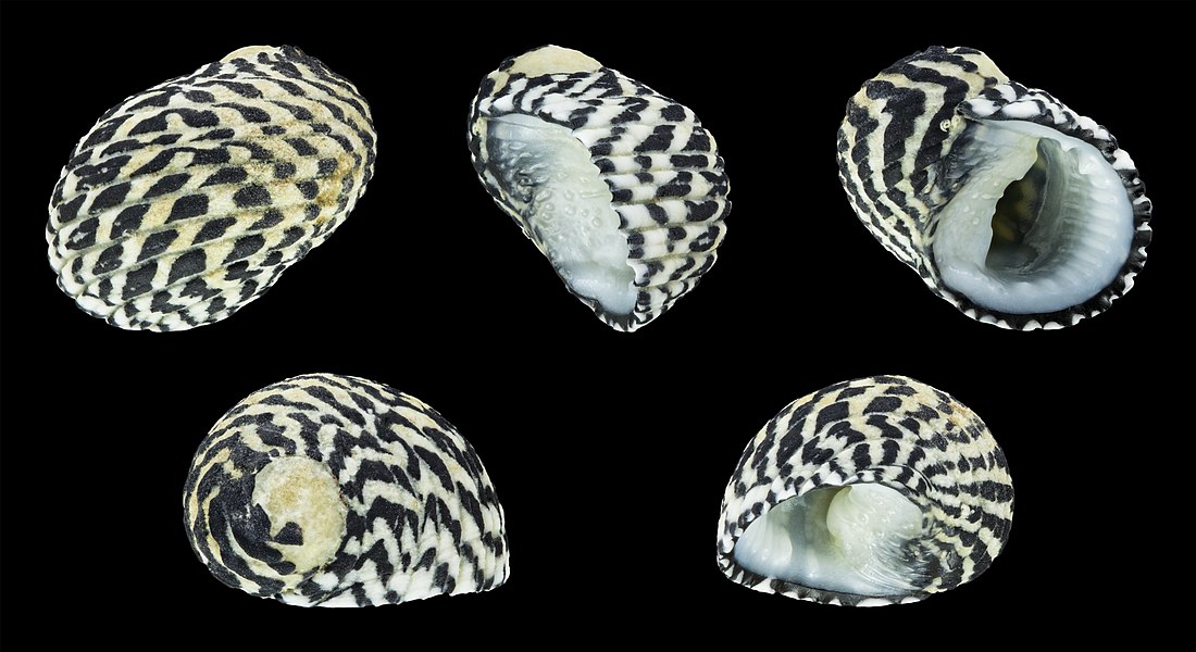 Nerita tessellata