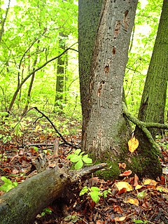Big Woods Type of temperate hardwood forest ecoregion found in western Wisconsin and south-central Minnesota, US