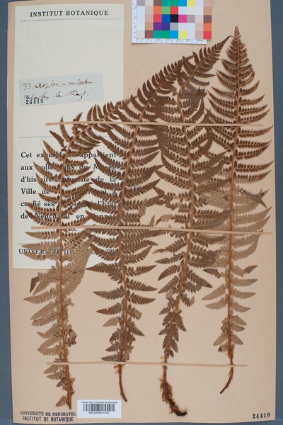 File:Neuchâtel Herbarium - Polystichum lobatum - NEU000001316.tif