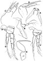 Nitocrella knotti (10.3897-subtbiol.20.10389) Figure 3.jpg