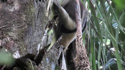 Fil:Northern tamandua (Tamandua mexicana).webm