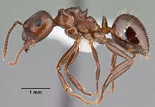 مشخصات Notoncus ectatommoides casent0010856 1.jpg