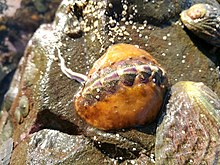 Notoplax violacea, endemisch Nz chiton.jpg