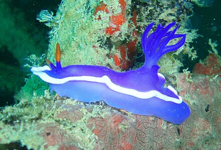 One of the many nudibranches ("sea slugs") in the waters around Mabul Island