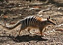 Numbat.jpg