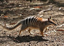 The numbat is a host of M. myrmecobius Numbat.jpg