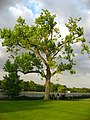 Oak tree 2 - panoramio.jpg