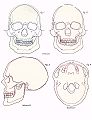 English: Contour drawings of the skull Deutsch: Umrisszeichnungen des Schädels