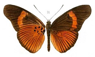 <i>Pseudacraea kuenowii</i> Species of butterfly