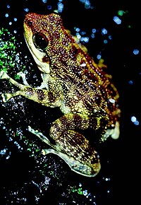 Odontobatrachus: Género de anfibios
