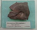 en:Olcostephanus (Olcostephanus) sayni (Kilian) Lower en:Hauterivian, en:Krapchene, Montana Province, Cr1 948X1 (Coll. G. Mandov) at the en:Sofia University "St. Kliment Ohridski" Museum of Paleontology and Historical Geology