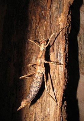 Sungaya inexpectata, older female of the first breeding line