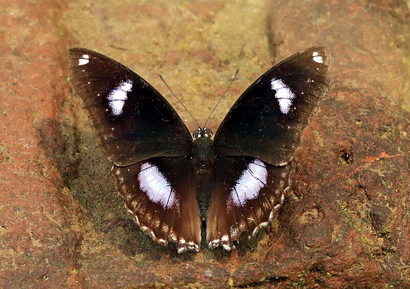 File:Open wing Basking of Hypolimnas bolina (Linnaeus, 1758) - Great Eggfly (Male) WLB IMG 9055a.jpg