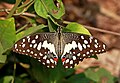 * Nomination: Open wing posture Basking of Papilio demoleus Linnaeus, 1758 - Lime Swallowtail (Male). By User:Sandipoutsider --MaheshBaruahwildlife 04:30, 20 May 2023 (UTC) * Review I'm not sure, but the DoF is with f/6.3 too low. --XRay 04:41, 20 May 2023 (UTC)