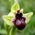 Naħla Ophrys bombyliflora