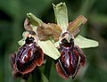 Il fiore delle orchidee (qui Ophrys garganica) è fortemente irregolare; si riconoscono però anche qui sei tepali, di cui uno altamente trasformato
