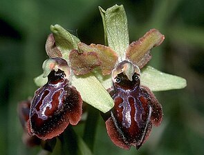 Gargano-Ragwurz (Ophrys garganica)