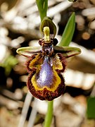 Ophrys speculum