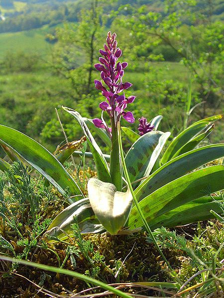 File:Orchis mascula Frankreich 10.jpg