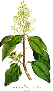 Oreopanax capitatus