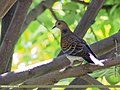 Oriental Turtle Dove (Streptopelia orientalis) (34868494271).jpg