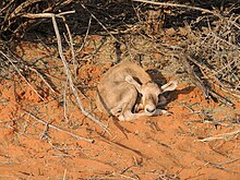 Three-day-old fawn Oryx gazella 3 - Gemsbok cub.JPG