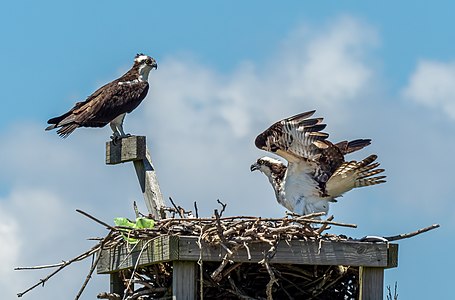 Pandion haliaetus (Ospreys)