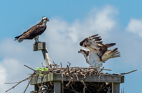 Ospreys in a nest on Sandy Hook, New Jersey