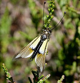 Libelloides baeticus