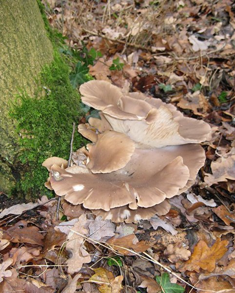 File:Oyster Mushrooms, Tile Wood - geograph.org.uk - 643622.jpg