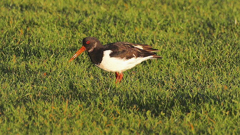 File:Oystercatcher (10746035834).jpg