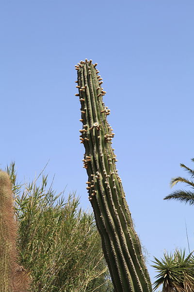 File:Pájara La Lajita - Oasis Park - Pachycereus pringlei 06 ies.jpg