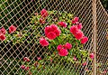 * Nomeação Roses and fence in front of the manor house «Lieleg» on Hauptstraße #102, Pörtschach, Carinthia, Austria -- Johann Jaritz 02:01, 2 June 2024 (UTC) * Promoção  Support Good quality. --Екатерина Борисова 02:37, 2 June 2024 (UTC)