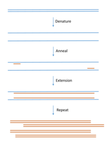 DNA for cloning is most commonly produced using PCR. Template DNA is mixed with bases (the building blocks of DNA), primers (short pieces of complementary single stranded DNA) and a DNA polymerase enzyme that builds the DNA chain. The mix goes through cycles of heating and cooling to produce large quantities of copied DNA. PCR simple.png