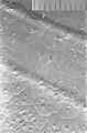 Haut aus Polyethylen, kristallisiert bei 90 °C aus einer Lösung in Xylol auf einer Wasseroberfläche