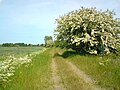 Stary nasyp kolei wąskotorowej- blisko Gardny Wielkiej