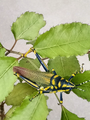 Painted Grasshopper.png