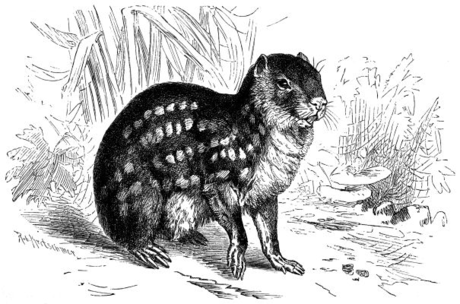 Cuniculus (genre)