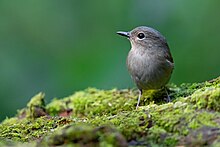 Pale Blue Flycatcher 0A2A9058.jpg