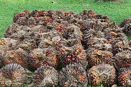 Palm nut fruit at Precious Palm Royal Hotel,.jpg