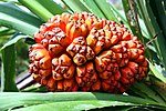 Thumbnail for File:Pandanus tectorius fruit (riped).JPG