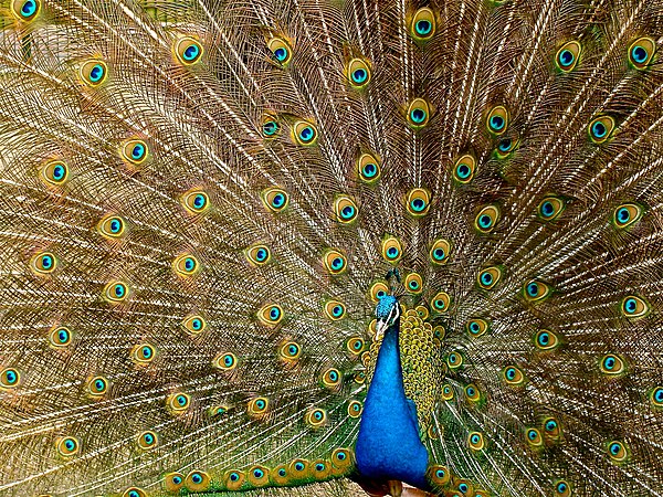 A male peacock with its beautiful but clumsy, aerodynamically unsound tail—a handicap, comparable to a race horse's handicap.