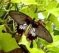 Great Yellow Mormon