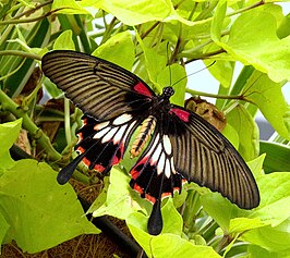 Papilio lowii